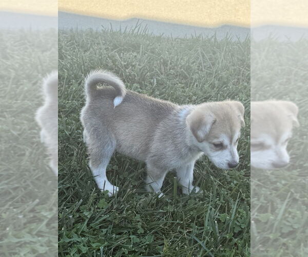 Medium Photo #2 Akita-Siberian Husky Mix Puppy For Sale in Banning, CA, USA