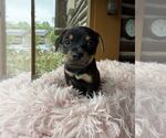Small #1 Dachshund Mix
