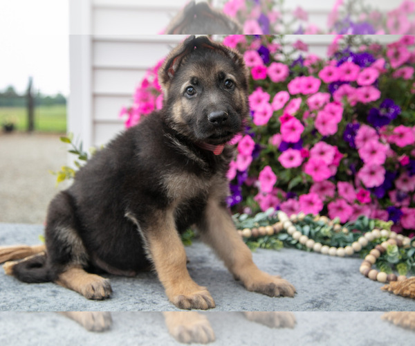 Medium Photo #1 German Shepherd Dog Puppy For Sale in GRABILL, IN, USA