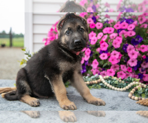 German Shepherd Dog Litter for sale in GRABILL, IN, USA