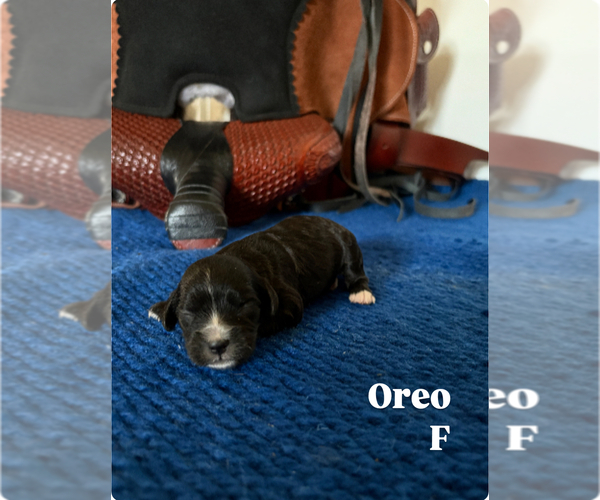 Medium Photo #3 Cavapoo Puppy For Sale in NEW LEXINGTON, OH, USA