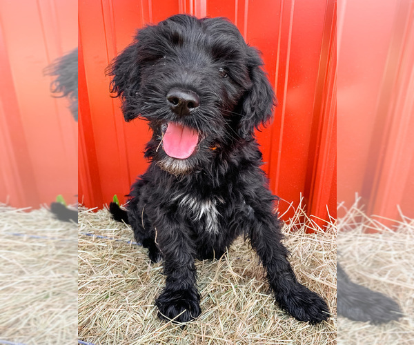 Medium Photo #3 Goldendoodle-Irish Doodle Mix Puppy For Sale in LITTLE ROCK, AR, USA