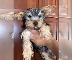 Yorkshire Terrier Puppy for sale in OAKLEY, CA, USA