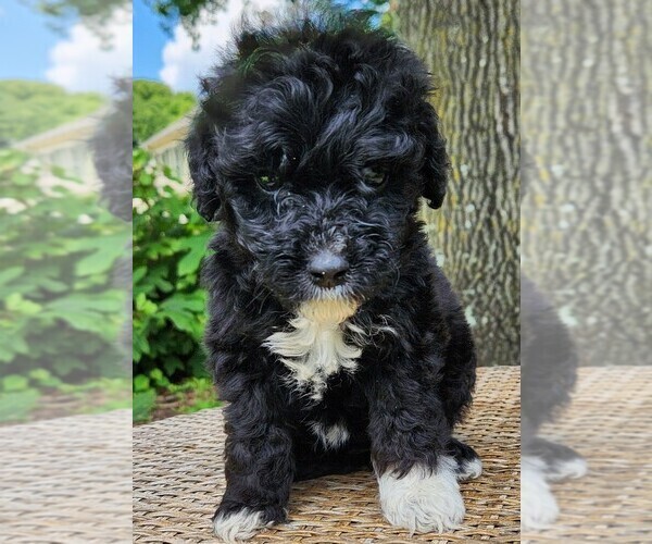 Medium Photo #3 Aussiedoodle Puppy For Sale in COLUMBIA, TN, USA