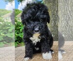 Small #2 Aussiedoodle