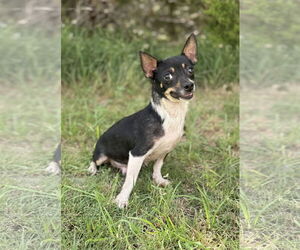 Chihuahua-Unknown Mix Dogs for adoption in PIPE CREEK, TX, USA
