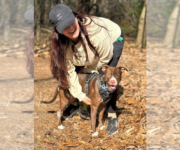 Medium Photo #8 Mutt Puppy For Sale in Wenonah, NJ, USA