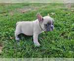 Small Photo #3 French Bulldog Puppy For Sale in QUAPAW, OK, USA