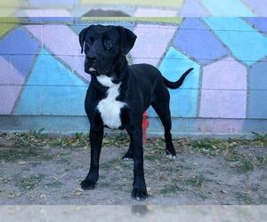 Labrador Retriever-Unknown Mix Dogs for adoption in West Valley, UT, USA