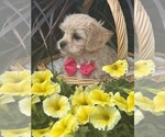 Small #5 Cav-A-Malt-Maltese Mix