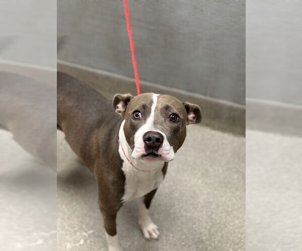 Medium Photo #1 American Pit Bull Terrier-Unknown Mix Puppy For Sale in Las Vegas, NV, USA