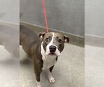 Small American Pit Bull Terrier Mix
