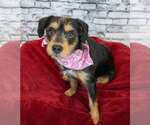 Small #5 Colonial Cocker Spaniel Mix