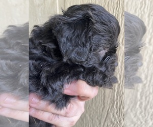 Maltipoo-Zuchon  Puppy for sale in VENETA, OR, USA