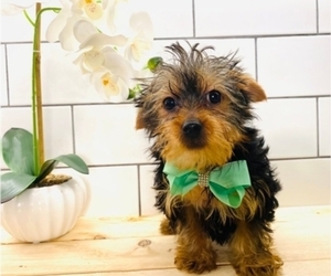 Yorkshire Terrier Puppy for sale in INDIANAPOLIS, IN, USA