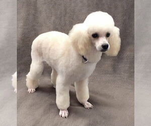 Poodle (Miniature) Dogs for adoption in Lincolnwood, IL, USA