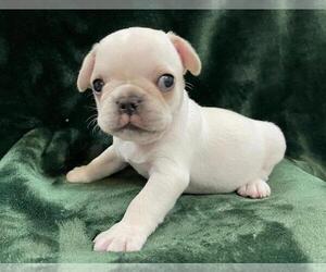 French Bulldog Puppy for sale in JOHNS ISLAND, SC, USA