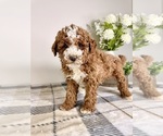 Small #3 Goldendoodle (Miniature)