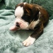 Small Photo #1 Olde English Bulldogge Puppy For Sale in YELM, WA, USA
