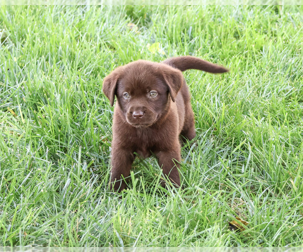 Medium Photo #1 Labrador Retriever Puppy For Sale in SYRACUSE, IN, USA