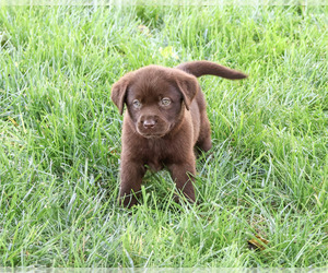 Labrador Retriever Puppy for sale in SYRACUSE, IN, USA