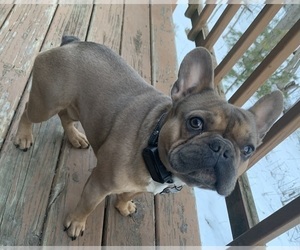 Father of the French Bulldog puppies born on 03/17/2026