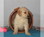 Small Photo #2 Golden Retriever Puppy For Sale in CHRISTIANA, PA, USA