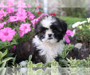 Shih Tzu Puppy for sale in SHILOH, OH, USA