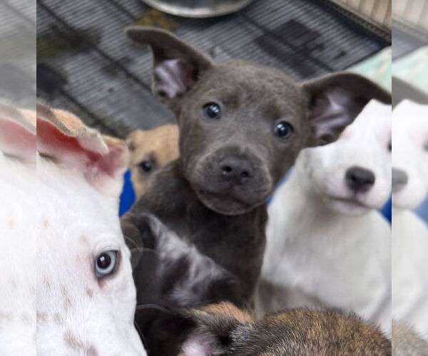 Medium Photo #2 Mutt Puppy For Sale in GILBERTS, IL, USA