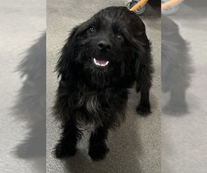 Miniature Schnauzer-Poodle (Miniature) Mix Dogs for adoption in Forestville, MD, USA