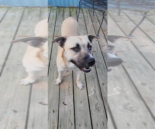 Medium Photo #20 Siberian Husky-Unknown Mix Puppy For Sale in Murfreesboro, NC, USA