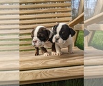 Small Photo #10 English Bulldog Puppy For Sale in SPENCER, TN, USA