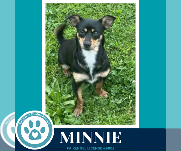 Medium Photo #2 Chipin Puppy For Sale in Kimberton, PA, USA