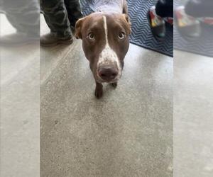 Medium Labrador Retriever Mix