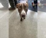 Small Labrador Retriever Mix