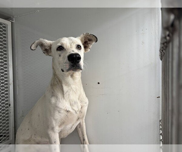 Medium Photo #1 Mutt Puppy For Sale in Bakersfield, CA, USA
