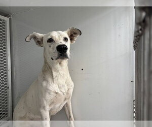 Mutt Dogs for adoption in Bakersfield, CA, USA