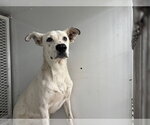 *CAPTIN - Male Mutt Dog for Adoption - Small photo
