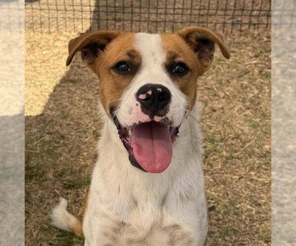 Medium Photo #1 Mutt Puppy For Sale in San Antonio, TX, USA