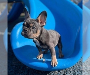 French Bulldog Puppy for sale in OJAI, CA, USA