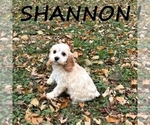 Image preview for Ad Listing. Nickname: Shannon