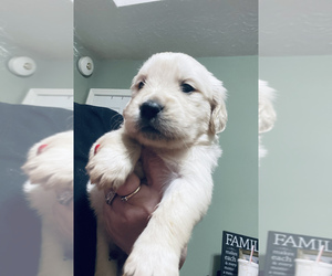 English Cream Golden Retriever Puppy for sale in LAGRANGE, GA, USA