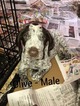 Small Photo #3 German Shorthaired Pointer Puppy For Sale in BROOKS, OR, USA