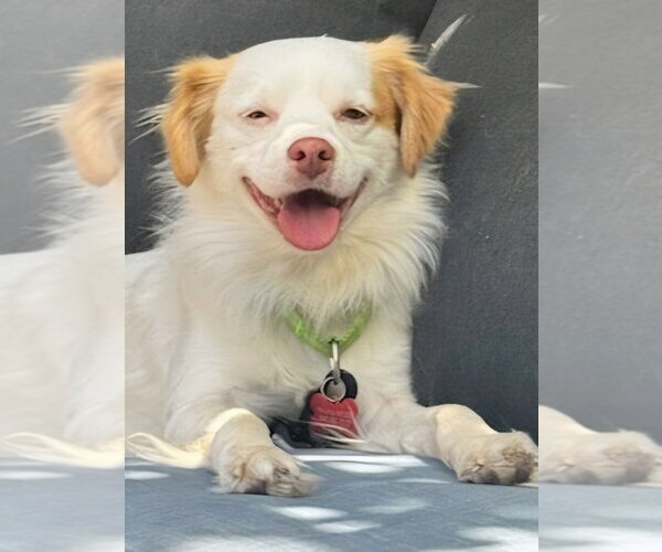 Medium Photo #7 Mutt Puppy For Sale in Lake Forest, CA, USA