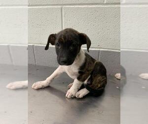 Lab-Rat Terrier Dogs for adoption in Corpus Christi, TX, USA