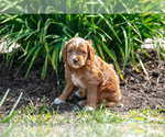 Puppy Amelia Goldendoodle (Miniature)