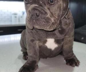 French Bulldog Puppy for sale in APPLE VALLEY, CA, USA