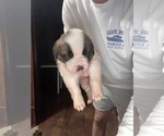 Puppy Solstice Saint Bernard