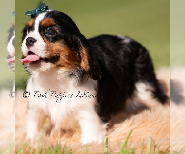Medium Photo #5 Cavalier King Charles Spaniel Puppy For Sale in WARSAW, IN, USA