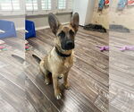 Small #14 German Shepherd Dog